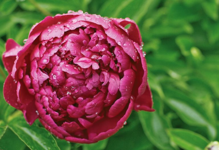 Ce semnificație are bujorul. Este oficial floarea națională a României