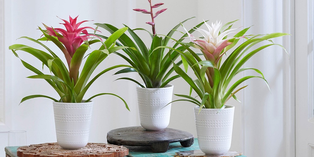 Bromelia - floarea arată spectaculos, motiv pentru care această plantă este ideală atât pentru a fi pusă în casă, cât și pentru a fi oferită cadou. În funcție de specie, poate fi așezată pe un raft, pe masa din sufragerie sau chiar pe podea, cu atât mai mult cu cât nu este pretențioasă la lumină.
