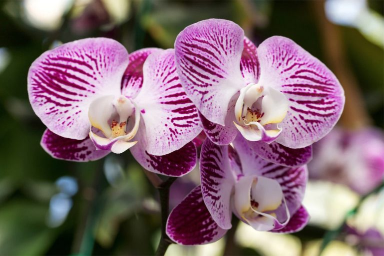 Trucul banal care îți salvează orhideele ofilite. Ce e bine să faci, de fapt