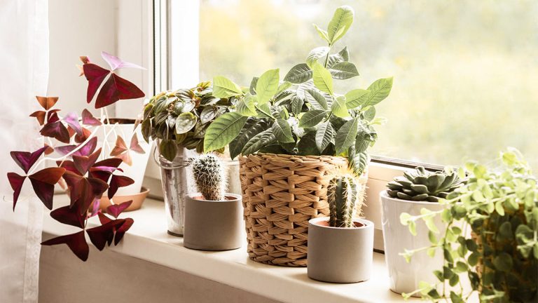 Ce trebuie să faci cu toate florile din casă în luna octombrie. Nu se vor mai ofili niciodată dacă aplici acest truc