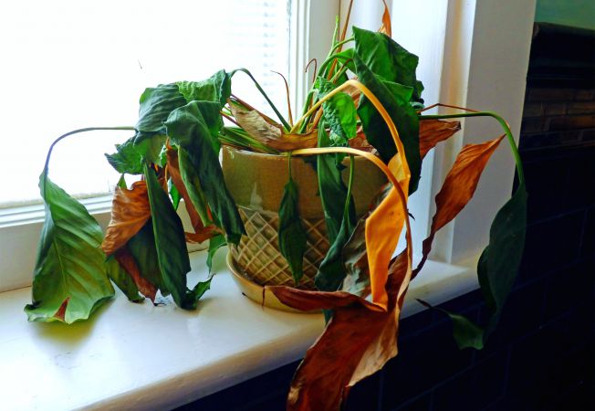 Condimentul pe care să-l pui în ghivecele de flori. Acest truc banal îți salvează plantele de apartament