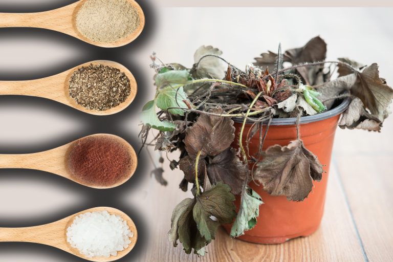 Amestecul care îți readuce la viață plantele ofilite. Este la îndemâna oricui, ai nevoie de doar 3 ingrediente banale