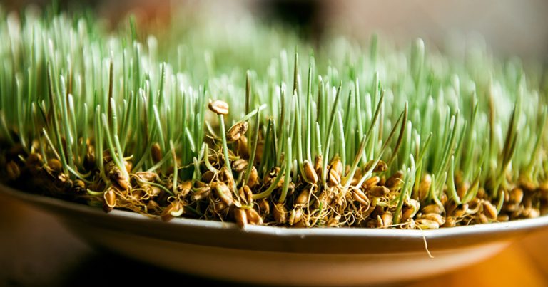 Când se pune grâul la încolțit de Sfântul Andrei. Tradiții și obiceiuri din popor