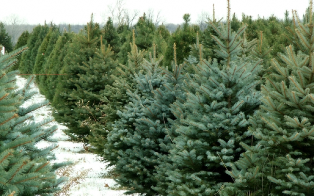 Cât rezistă un brad natural în casă