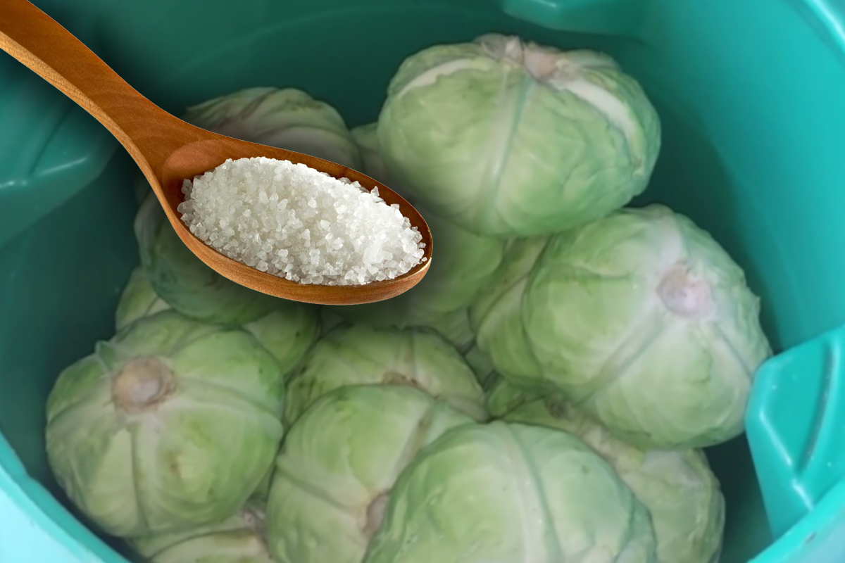 Ingredientul care e aur curat pentru varza murata