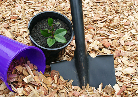 Ce sa pui iarna in pamantul plantelor