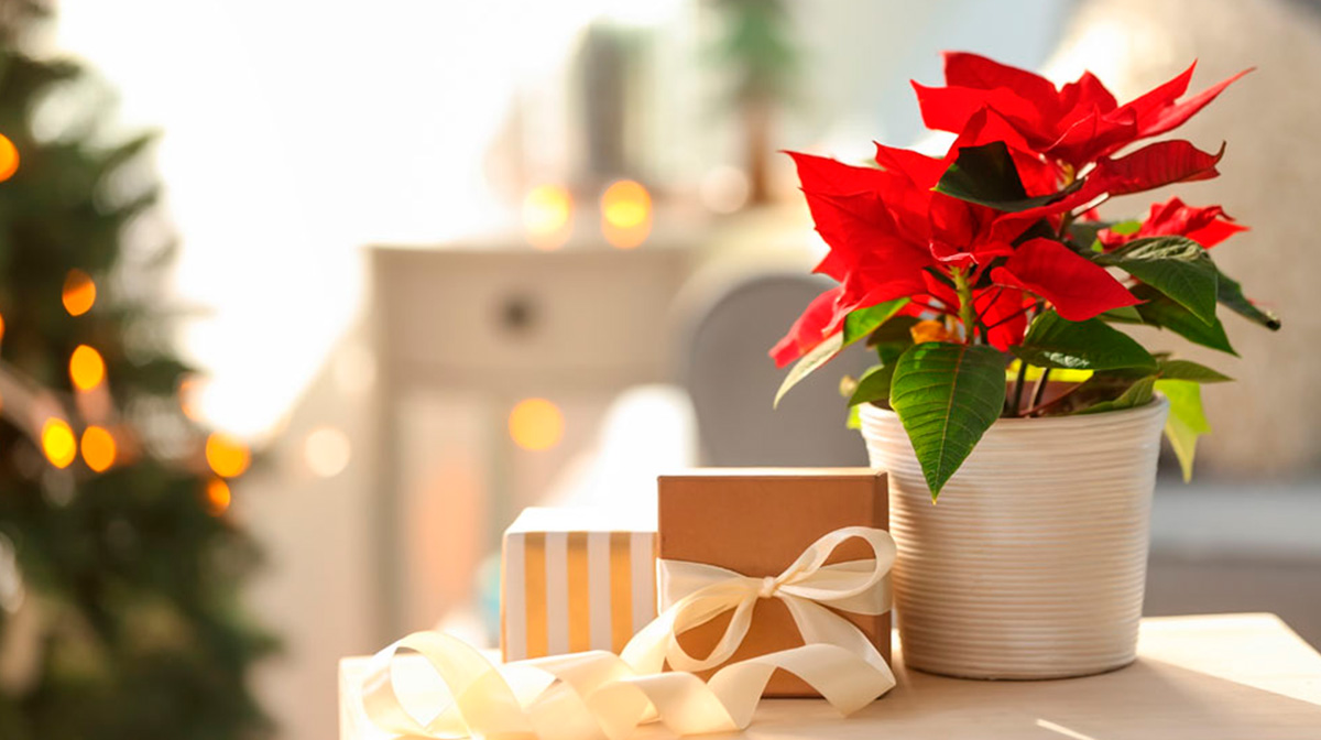 Cum trebuie sa uzi Craciunita ca sa nu se ofileasca