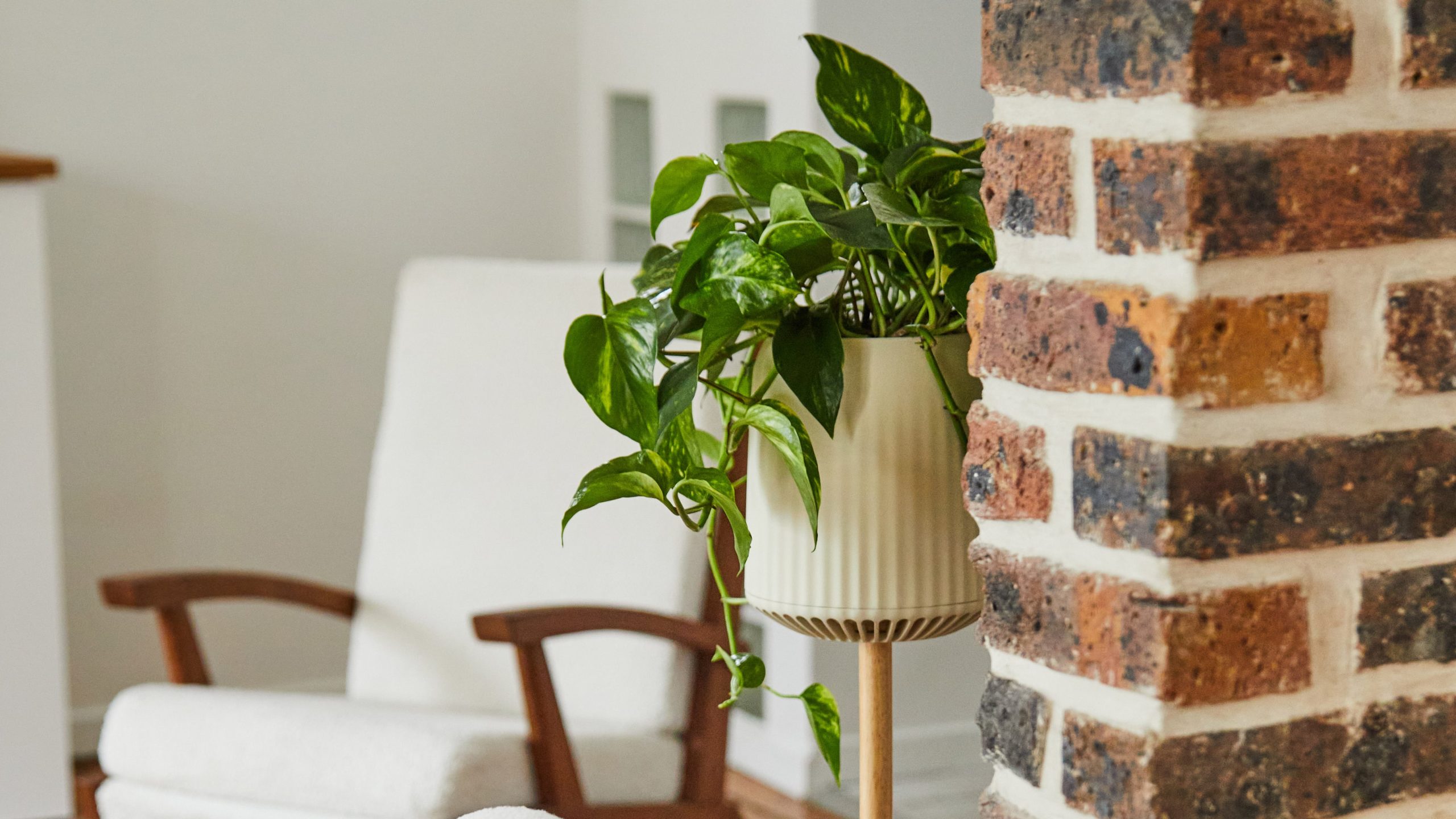 Planta care curăță aerul din casă