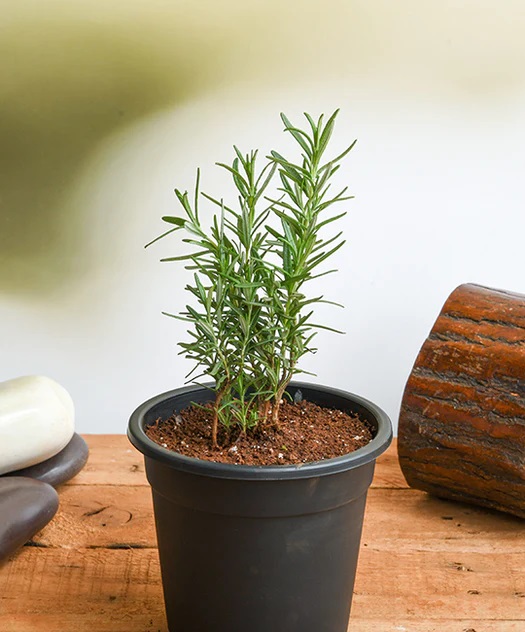 Plante cu puteri magice