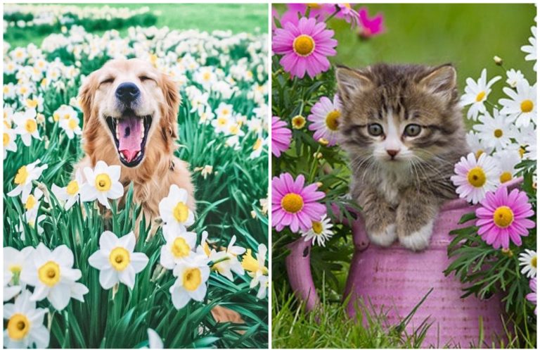 Plante toxice pentru pisici și câini. Ce e bine să eviți, pot fi periculoase pentru animalul tău de companie