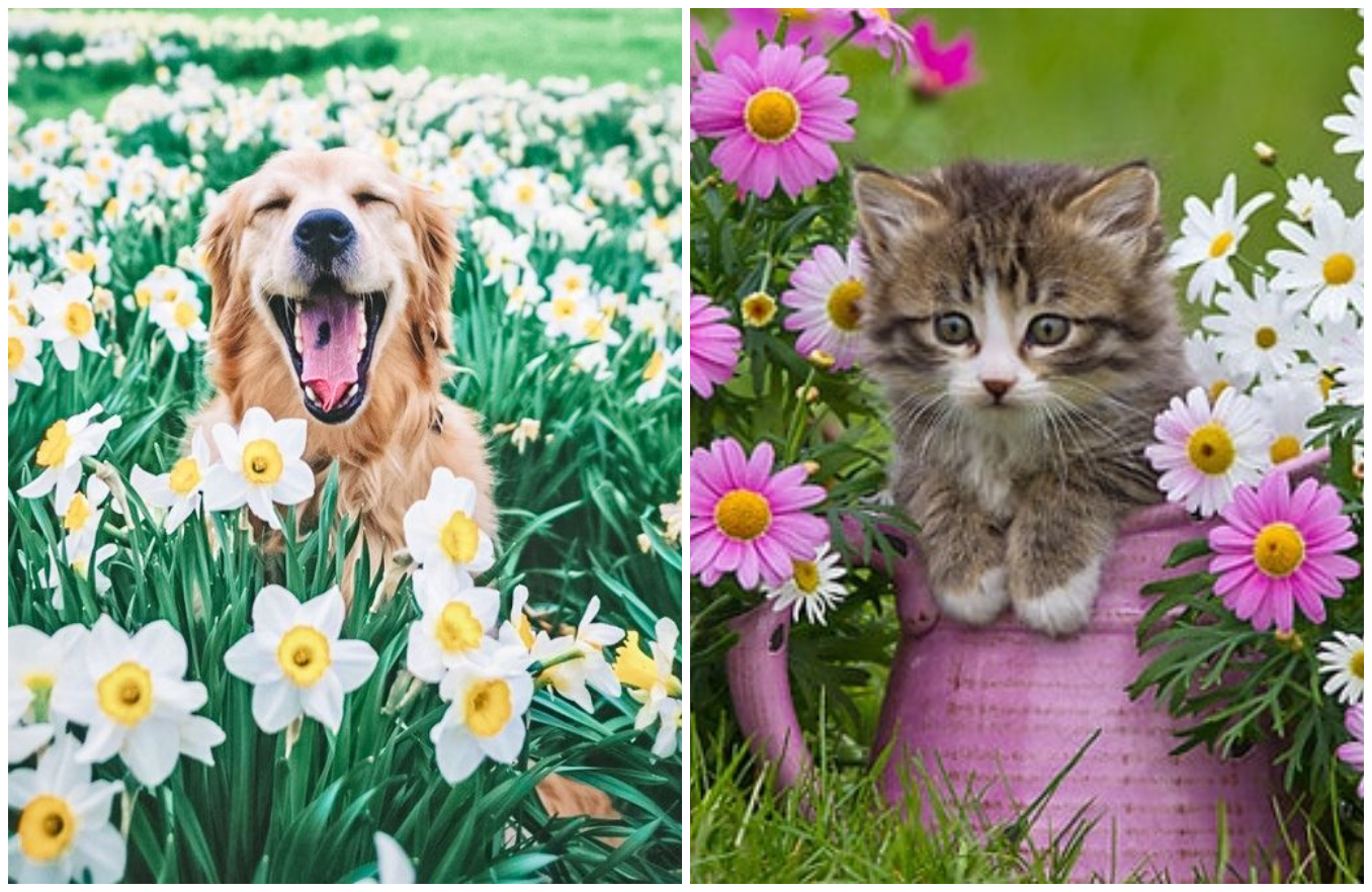 Plante toxice pentru pisici si caini