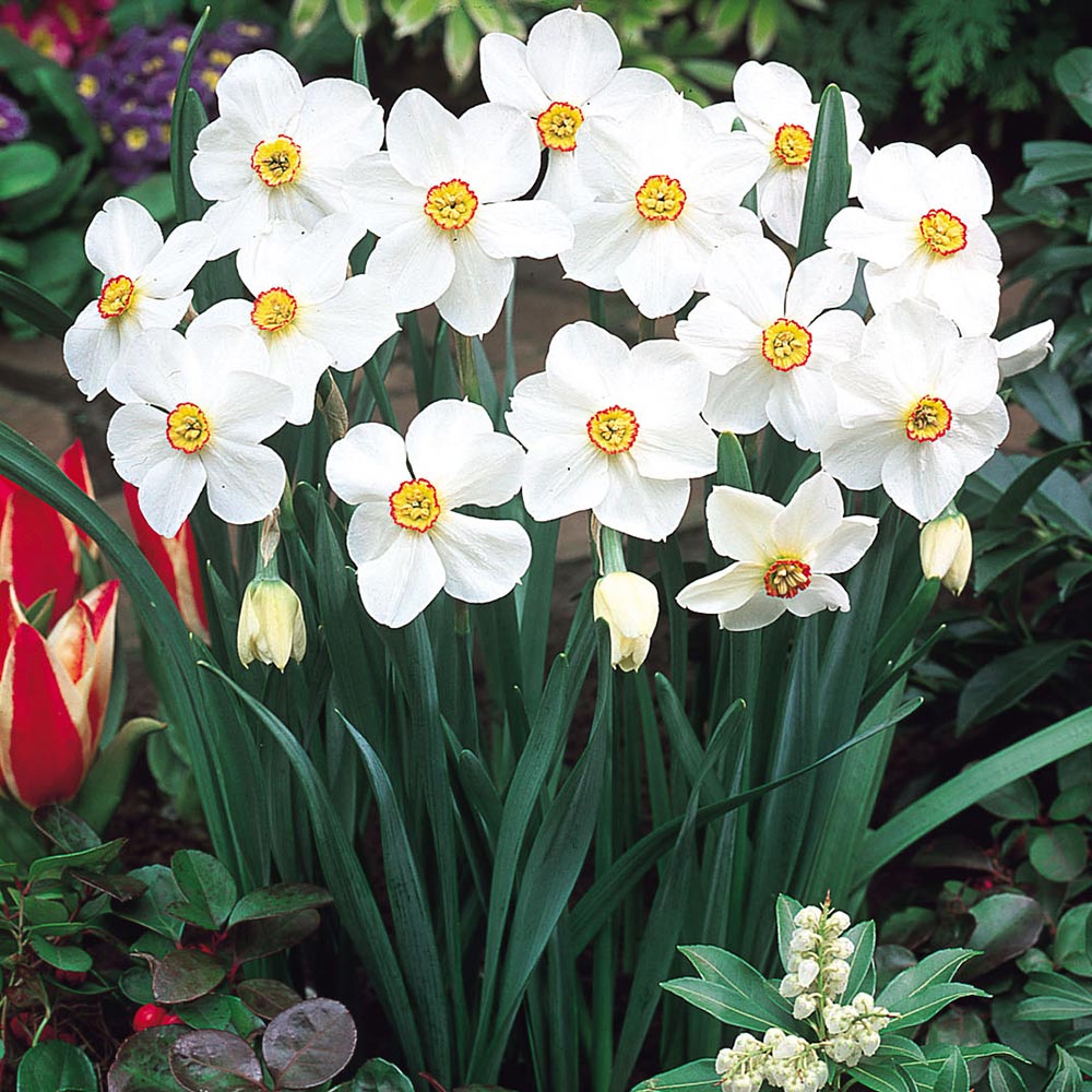 Plante toxice pentru pisici si caini