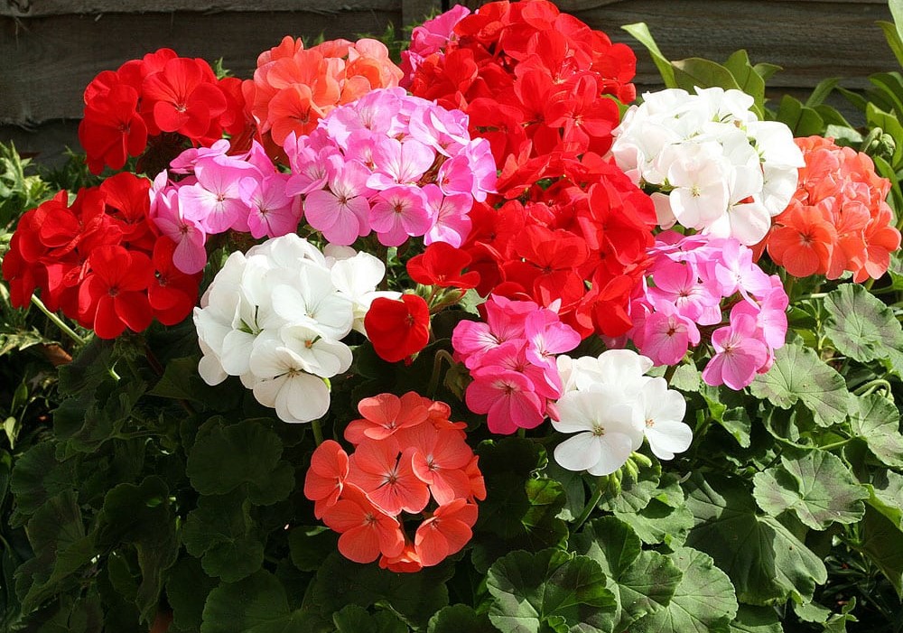 Plantele care atrag sporul și banii în casă