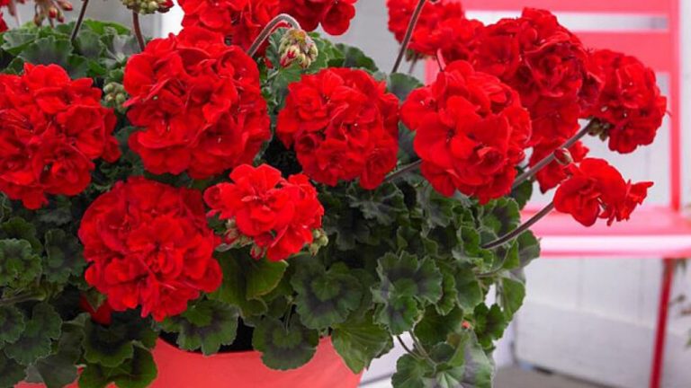 Cum se îngrijesc mușcatele iarna. Ghid de îngrijire, ce este esențial să faci