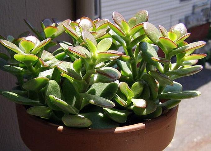 plante care alunga energia negativa din dormitorul tau