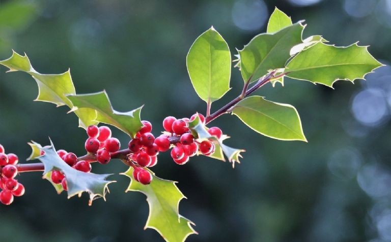 Plantele pe care trebuie să le ai în casă de Crăciun