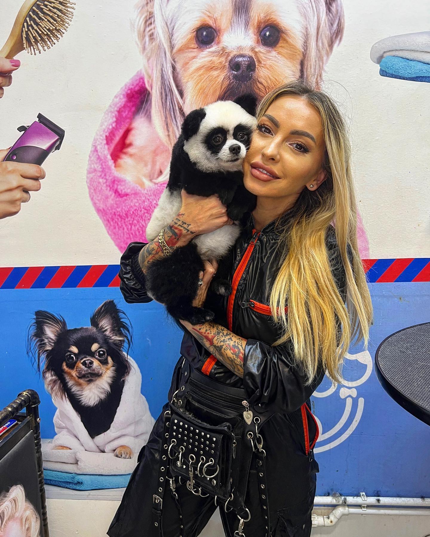 Noua tehnică în materie de toaletaj pentru animale