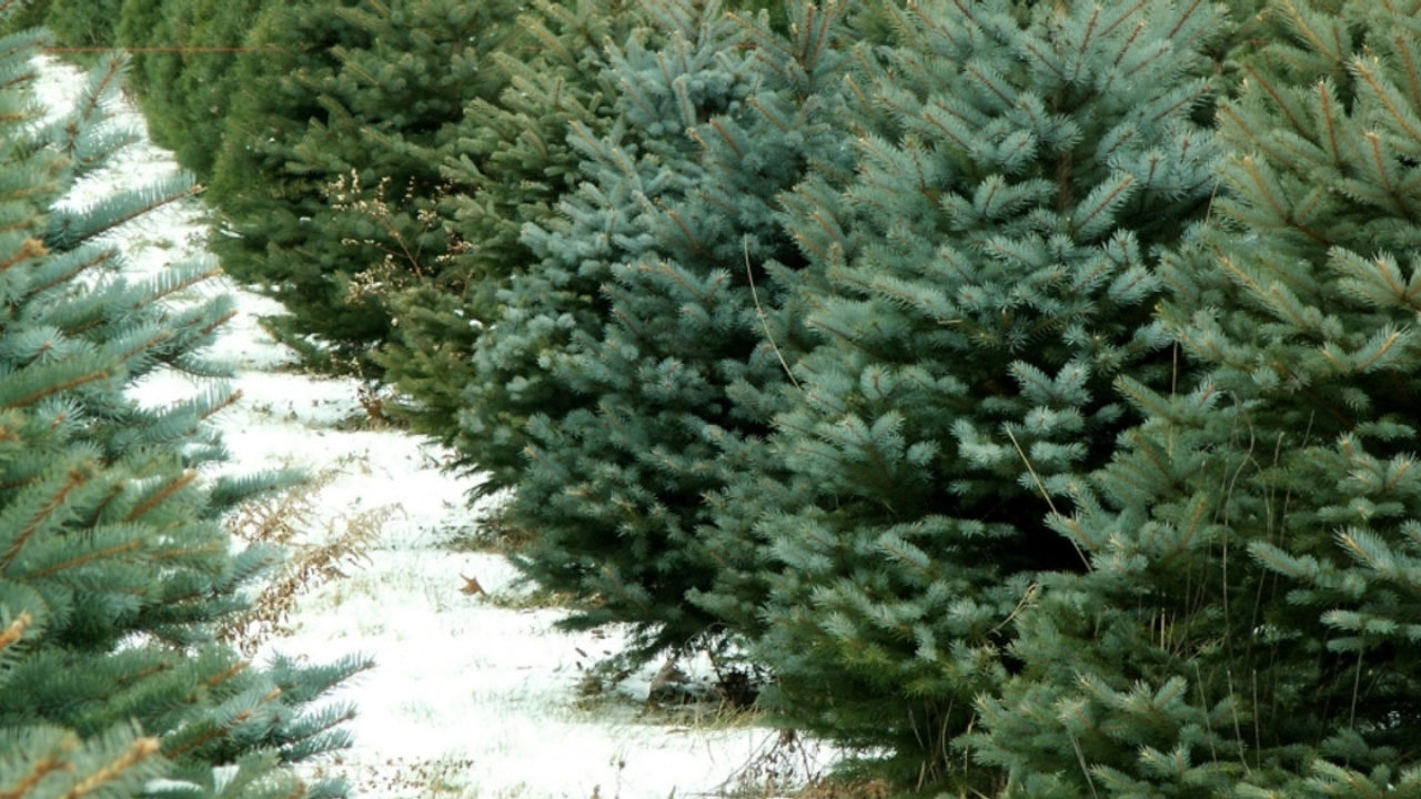 Ce să faci ca bradul să reziste mai mult timp