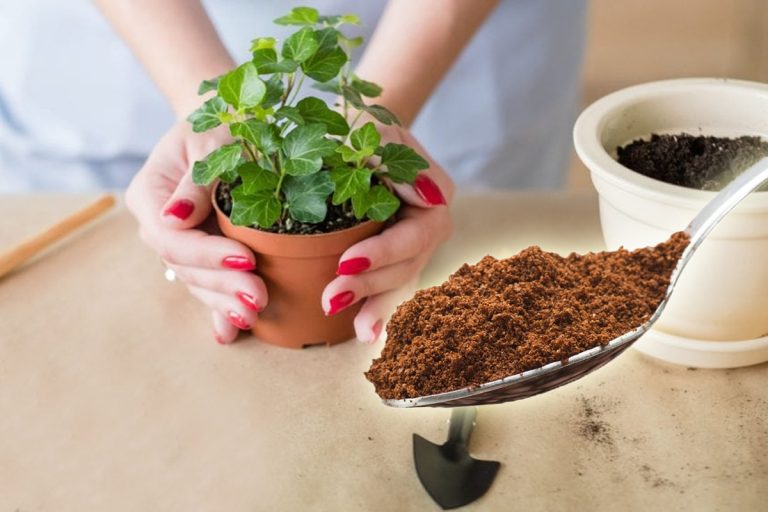 Cum se îngrijesc florile de apartament iarna. Greșeala banală pe care multe persoane o fac