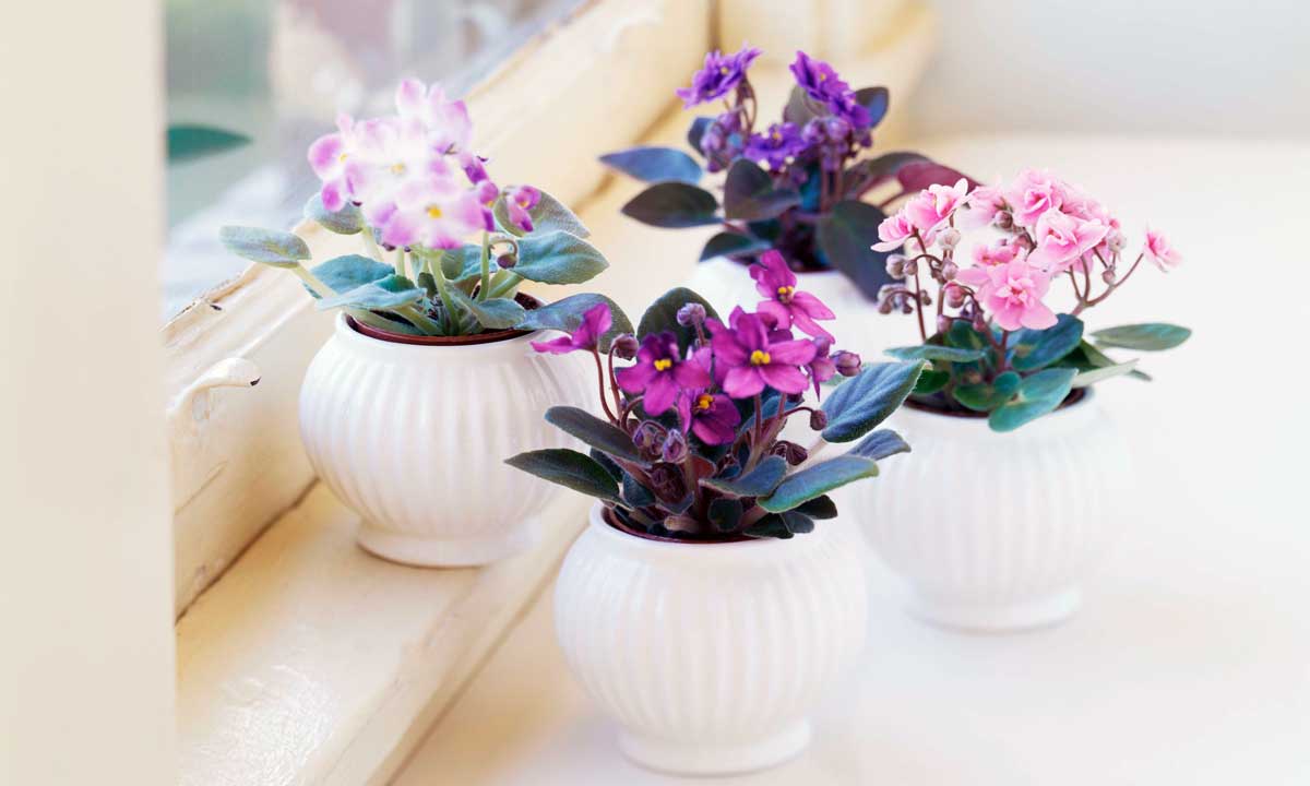 Cum se îngrijesc florile de apartament iarna