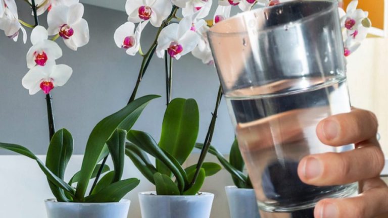 Cum se îngrijesc orhideele iarna. Locul ideal din casă unde e bine să le așezi