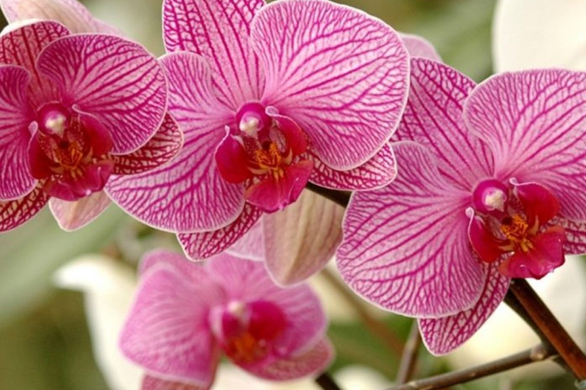 Ingredientul pe care sa-l adaugi in apa cu care uzi orhideea.