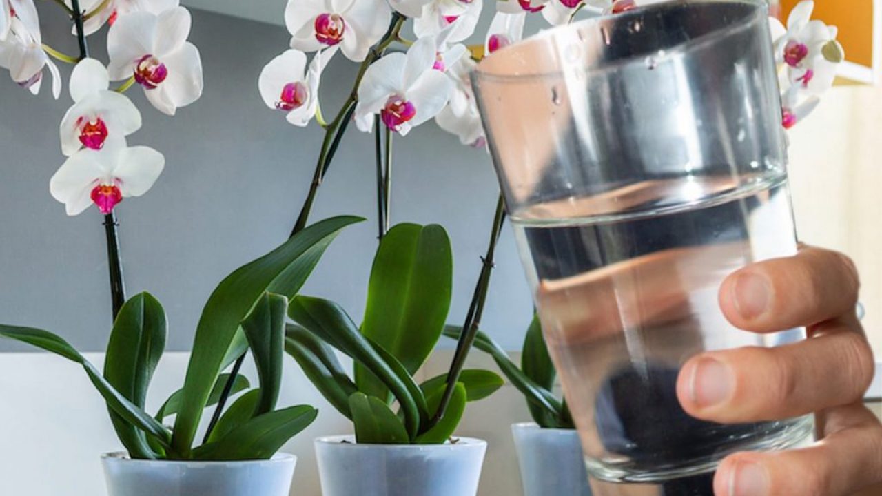 Cum se îngrijesc orhideele iarna
