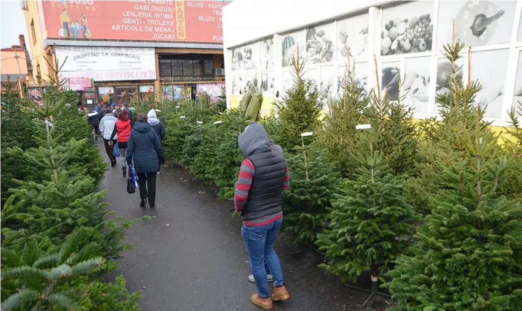 Unde găsești cei mai ieftini brazi de Crăciun 2022