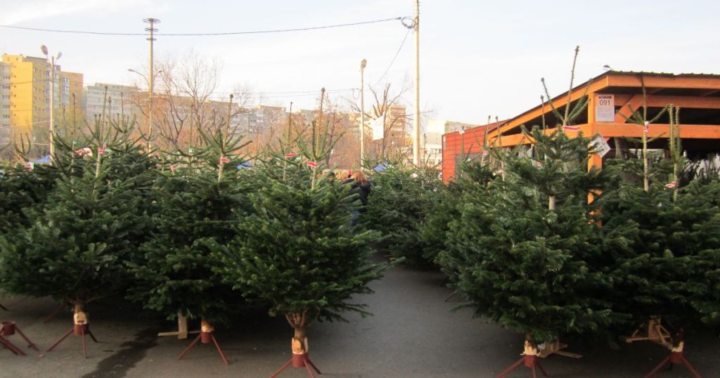 Motivul pentru care ar trebui să miroși întotdeauna bradul de Crăciun înainte de a-l cumpăra