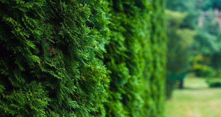 Când se plantează tuia. Care este de fapt locul ideal