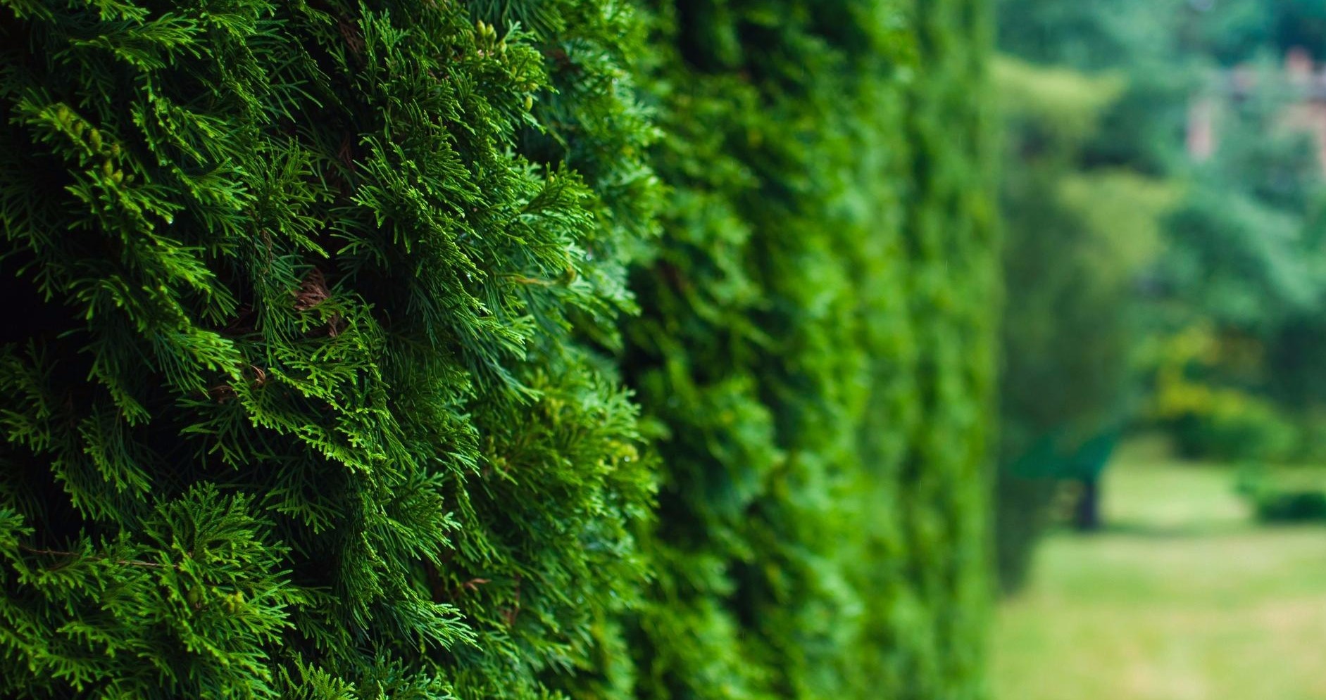 Când se plantează tuia