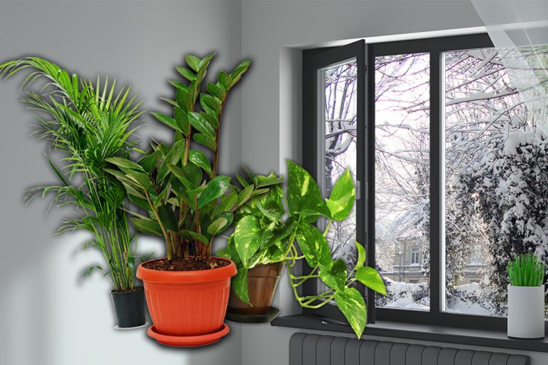 Locul din casă unde e bine să așezi plantele iarna. Detaliul de care e bine să ții cont, așa se îngrijesc corect