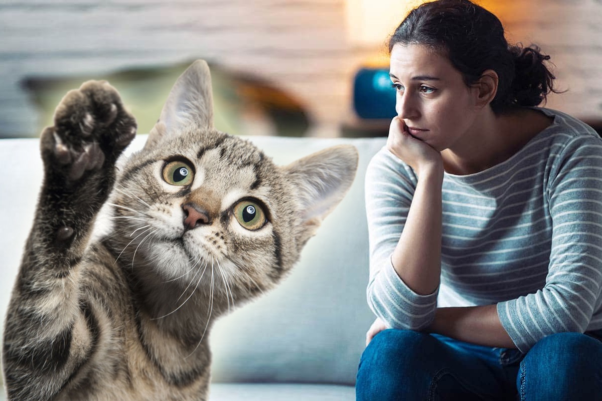 De ce ar trebuie să pui iarna la geamurile casei nisip din litiera pisicilor