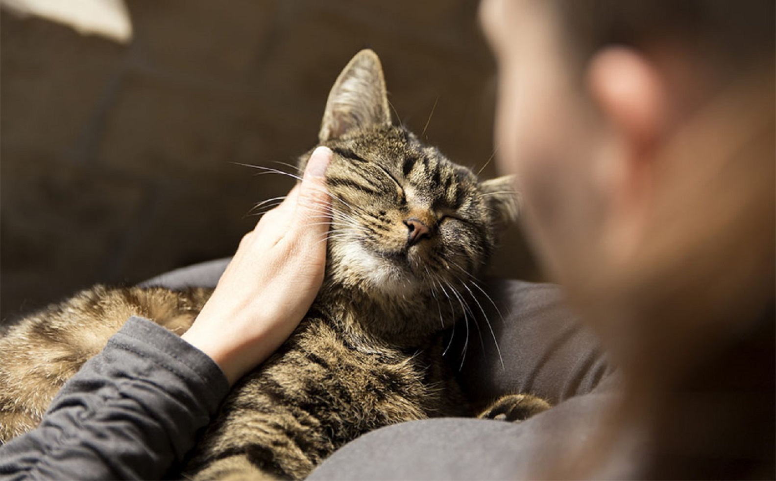 Câte cuvinte înțeleg pisicile și care sunt acestea