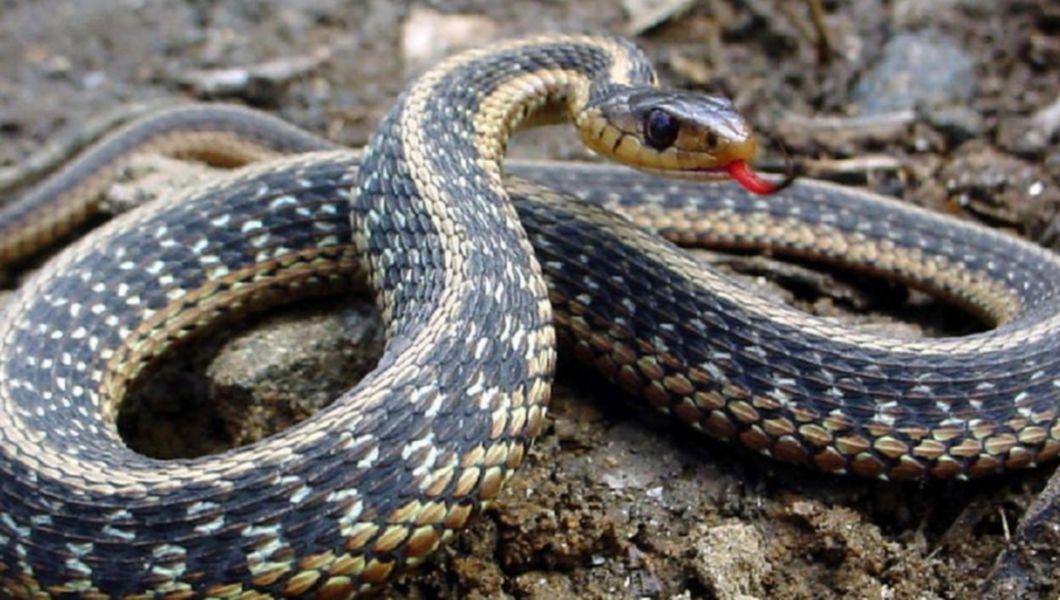 Ce înseamnă când visezi șerpi