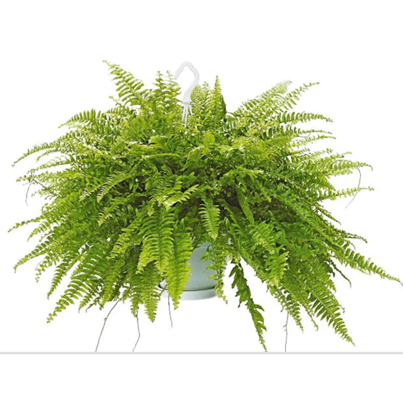 Plante care aduc noroc