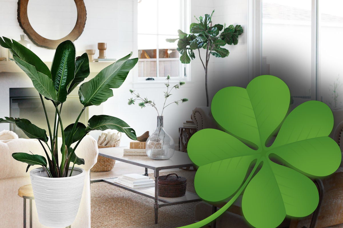 Plante care aduc noroc