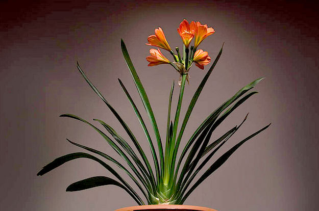 Plante care atrag dragostea în viața ta