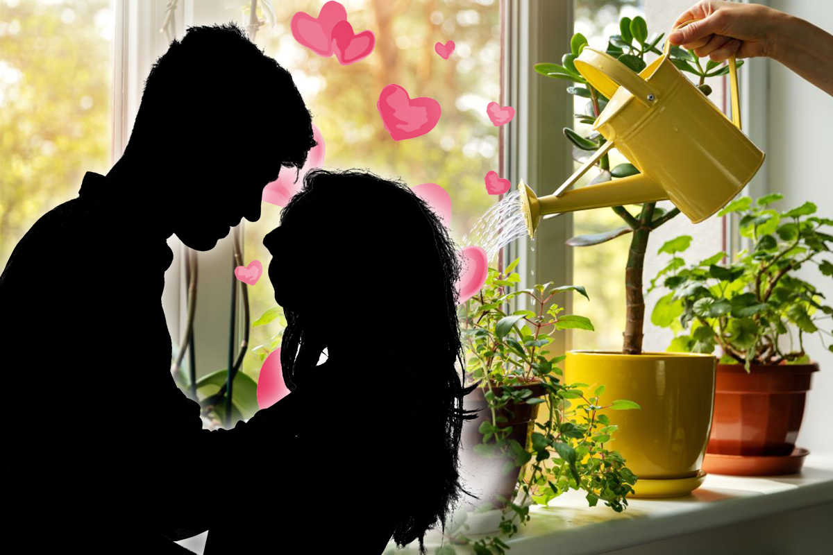 Plante care atrag dragostea în viața ta