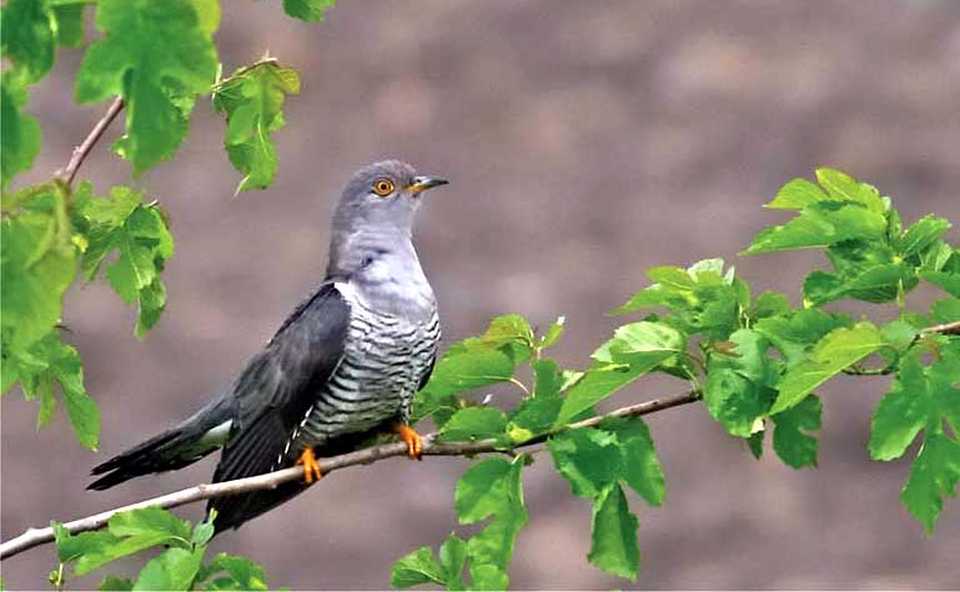 Ce este bine să faci de Buna Vestire