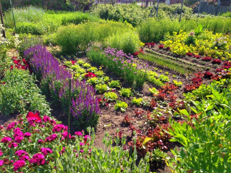 Florile pe care nu trebuie să le plantezi sub nicio formă lângă legume. Îți vor distruge toată recolta