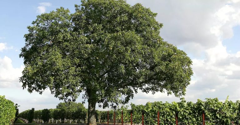 Copacul pe care să nu-l plantezi niciodată în curtea casei tale. Atrage ghinionul