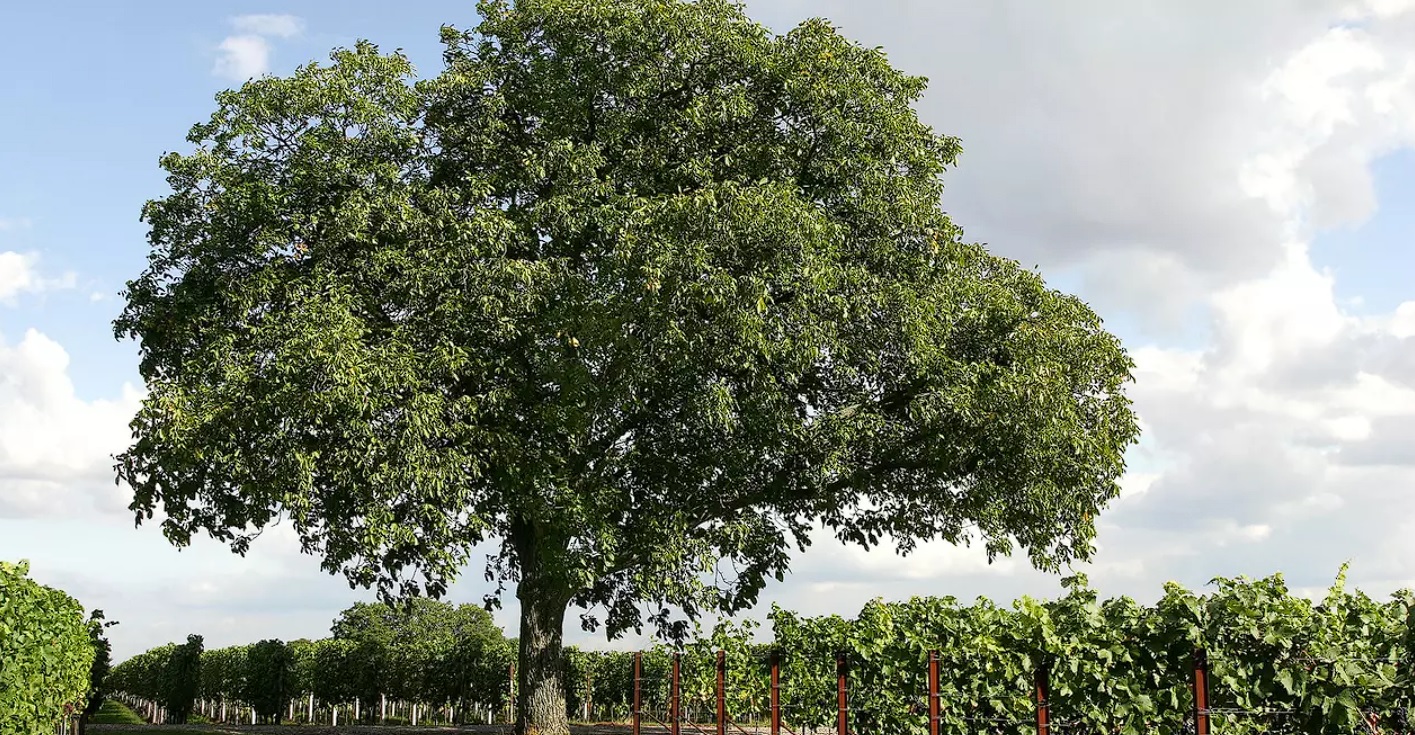 Copacul pe care să nu-l plantezi niciodată în curtea casei tale