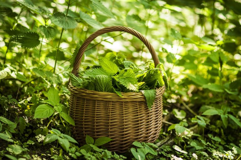 Cum să cureți urzici fără să te înțepi. Trucul banal de mare ajutor