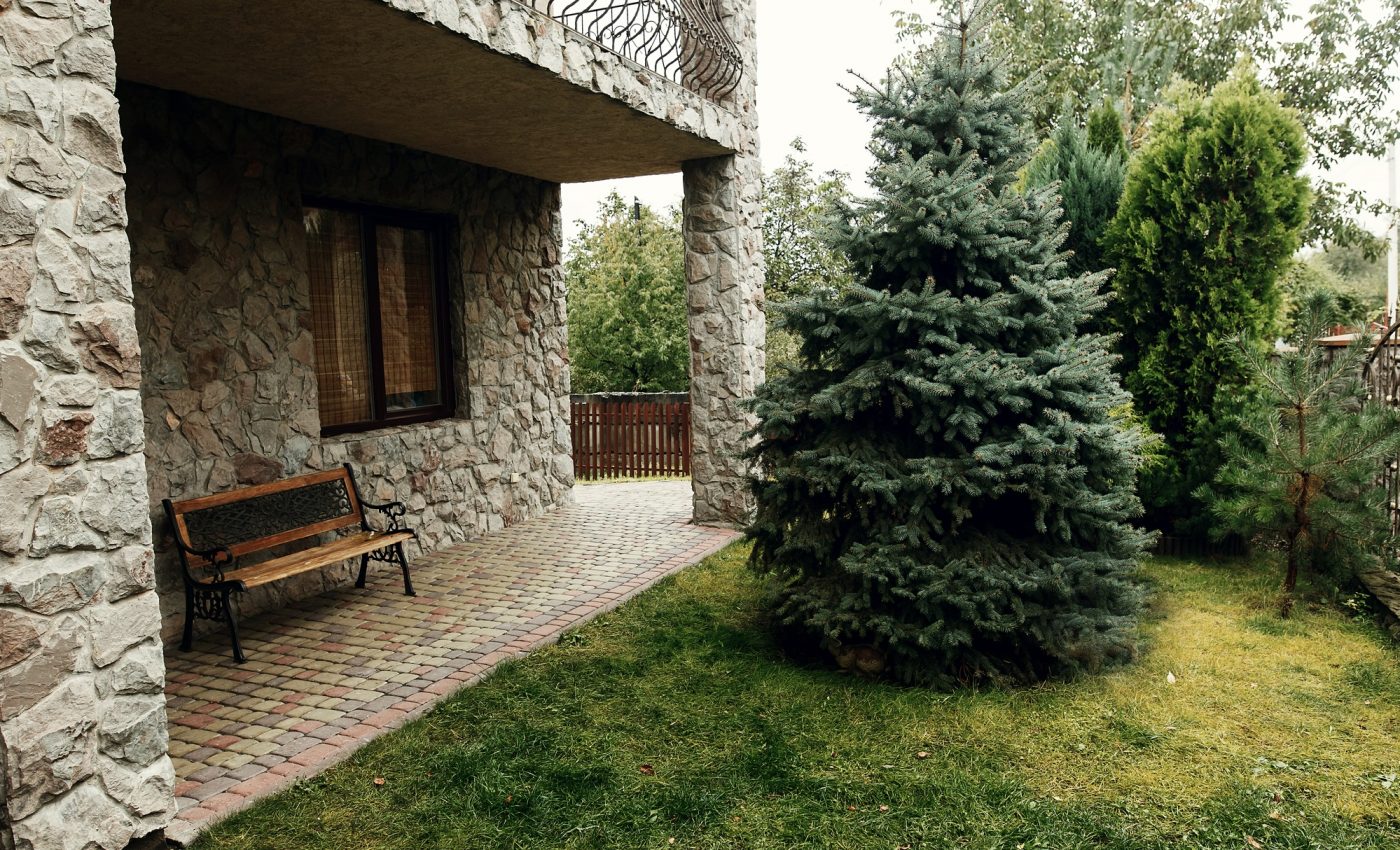 De ce să nu plantezi niciodată brad în curte