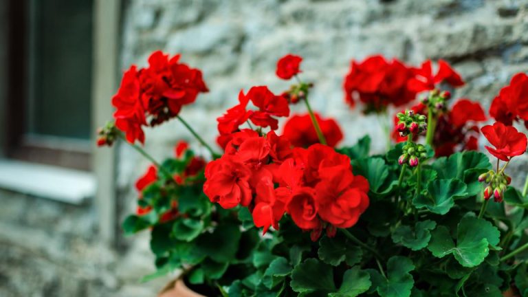 De ce nu înflorește mușcata, de fapt. Greșeala banală pe care multe persoane o fac