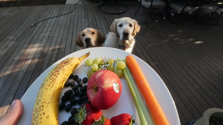 Fructe pe care nu ar trebui să i le dai niciodată câinelui tău. Sunt periculoase pentru el