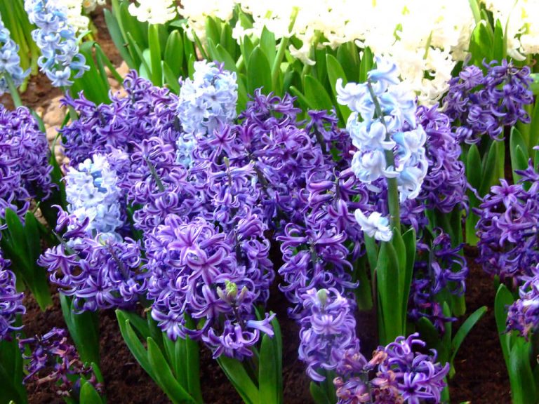 Ce simbolizează de fapt zambilele. Semnificația specială pe care o ascund, nu mulți știu asta