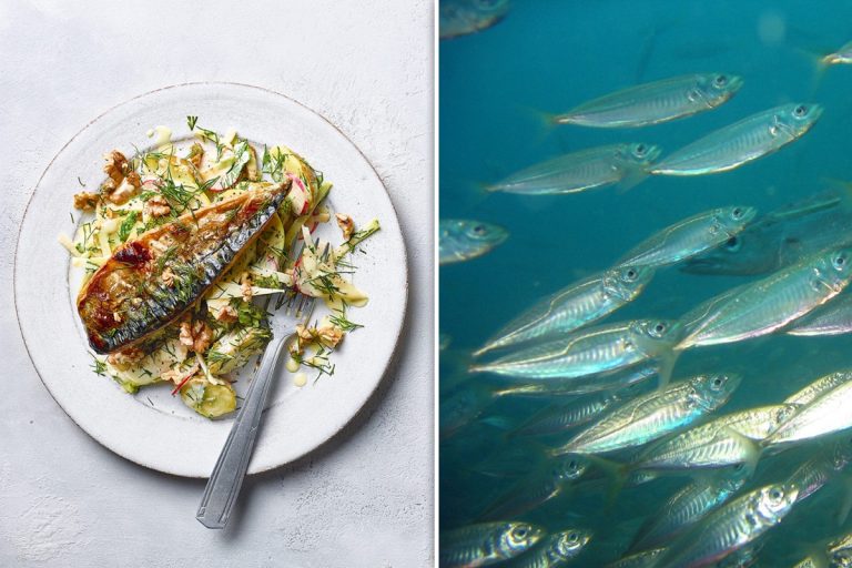 Care este pluralul cuvântului macrou. Puțini știu asta