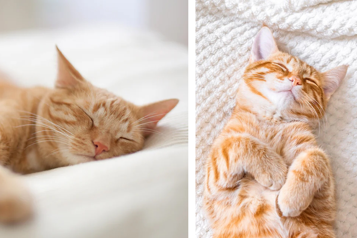 Cat doarme o pisica, de fapt. Raspunsul surprinzator, putini stiu asta